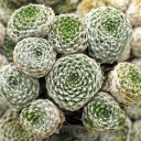 Sempervivum arachnoideum 'Cobweb Joy' - January