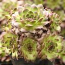Sempervivum 'Pachamama' - January