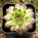 Sempervivum 'Pachamama' - January