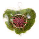 Clear Glass Heart Hanger w/ Air Plant