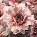 Sempervivum 'Sandi Lu'