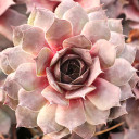 Sempervivum 'Sandi Lu'