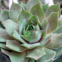 Sempervivum 'Sandi Lu' - April