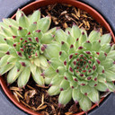 Chick Charms® Apple Teaser™ [large] - July