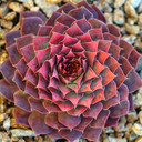 Chick Charms® Gold Nugget™ (Outdoors) - January
