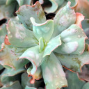 Echeveria 'Edna Spencer' - March