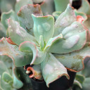 Echeveria 'Edna Spencer' - March