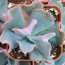 Echeveria 'Edna Spencer' - May