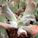 Echeveria 'Edna Spencer' - July