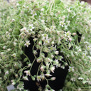 Sedum dasyphyllum 'Himalayan Skies' [large] (Bloom)