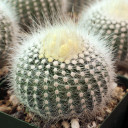 Parodia rudibuenekeri [large] - March