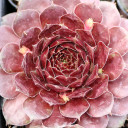 Sempervivum 'Midnight Sun' - April