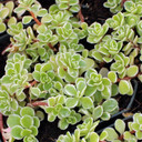 Sedum makinoi 'Variegatum' - Variegated Japanese Stonecrop