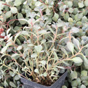 Sedum cauticola 'Lidakense' - Pink Stonecrop