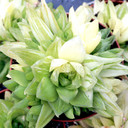 Haworthia cymbiformis f. variegata [large]