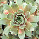 Sempervivum 'Glauca Minor' - April
