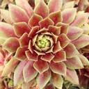 Chick Charms® Lemon Waves™ - August