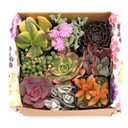 Succulent Mama Gift Box of 9