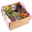 Succulent Mama Gift Box of 9