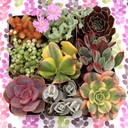 Succulent Mama Gift Box of 9