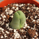 Trichocereus bridgesii - Penis Cactus [bare root]