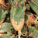 Euphorbia handiensis [bare root] - May