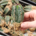 Euphorbia handiensis [bare root] - May