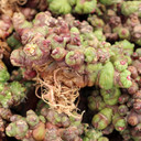 Mammillaria bocasana f. monstruosa 'Fred' [bare root] - May