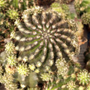 Eriosyce subgibbosa [bare root] - May