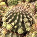 Eriosyce subgibbosa [bare root] - May