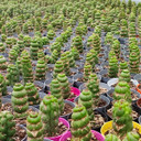 Eulychnia castanea f. spiralis - Unicorn Cactus - Rooted