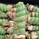 Eulychnia castanea f. spiralis - Unicorn Cactus [bare root] - June