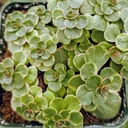 Sedum kamtschaticum f. variegatum [large]