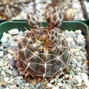 Gymnocalycium schroederianum - May