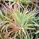 Tillandsia plagiotropica 'Lavender Mist' (lavender, enhanced) [2"-3"]