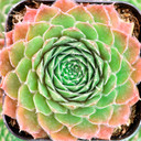 Sempervivum 'Meisse' - May