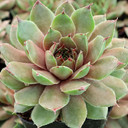 Sempervivum 'Hugo' - May