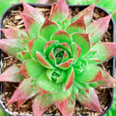 Sempervivum 'Stefan' - May