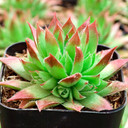 Sempervivum 'Stefan' - May