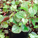 Senecio bryoniifolius - Flowering Ivy - May