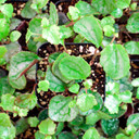 Senecio bryoniifolius - Flowering Ivy - May