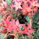 Graptopetalum bellum 'Superstar' - May