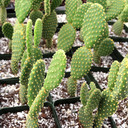Opuntia microdasys var. pallida 'Bunny Ears' [large] - November
