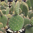 Opuntia microdasys - May