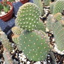Opuntia microdasys - May