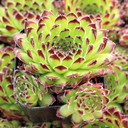 Sempervivum 'Beautiful' - June