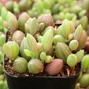 Senecio herreanus (now Curio herreanus) - String of Watermelons - June