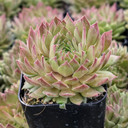 Sempervivum 'Spaghetti Marinara' [exclusive]