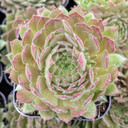 Sempervivum 'Spaghetti Marinara' [exclusive]