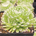 Sempervivum 'Pfalzer Nebel' [large]